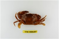 藏品(日本蟳)的圖片